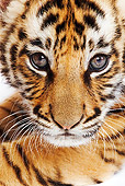 TGR 10 MH0006 01
Close-Up Of Tiger Cub's Face On White Seamless