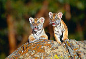 TGR 10 RK0030 11
Bengal Tiger Cubs On Top Of Rock Facing Camera