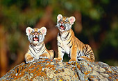 TGR 10 RK0030 27
Bengal Tiger Cubs On Top Of Rock Facing Camera
