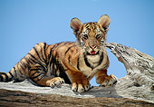 TGR 10 RK0105 01
Bengal Tiger Cub Sitting On End Of Broken Tree Branch Blue Sky