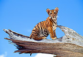 TGR 10 RK0105 09
Bengal Tiger Cub Sitting On End Of Broken Tree Branch Blue Sky