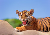 TGR 10 RK0115 16
Head Shot Of Bengal Tiger Cub On Rock Blue Sky
