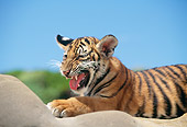TGR 10 RK0115 18
Head Shot Of Bengal Tiger Cub On Rock Blue Sky
