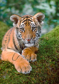 TGR 10 RK0168 47
Head Shot Of  Bengal Tiger Cub On Mossy Tree Trunk