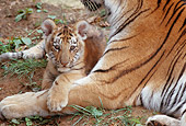 TGR 10 GR0001 01
Tiger Cub Laying In Mother's Arms