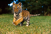 TGR 10 RK0051 07
Bengal Tiger Cub Running On Grass Towards Camera