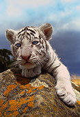 TGR 10 RK0079 05
Head Shot Of White Bengal Tiger Cub Laying On Rock Gray Clouds