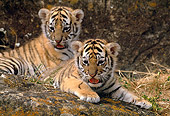 TGR 10 RK0093 18
Baby Bengal Tigers Playing Together On Dry Grass By Rock