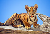 TGR 10 RK0105 14
Bengal Tiger Cub Sitting On End Of Broken Tree Branch Blue Sky