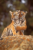 TGR 10 RW0003 01
Two Bengal Tiger Cubs On Rock