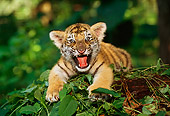 TGR 10 RW0004 01
Siberian Tiger Cub Growling