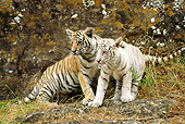 TGR 10 RW0006 01
Two Bengal Tiger Cubs Standing On Hill By Trees