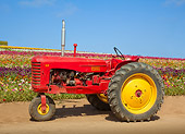 TRA 01 RK0179 01
1953 Massey Harris 33 Tractor Red And Yellow Profile View On Dirt By Field Of Flowers