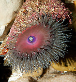 UWC 01 GL0001 01
Sandy Sea Anemone Underwater South Africa
