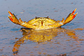 UWC 01 HP0001 01
Scylla Crab In Water Zululand, South Africa