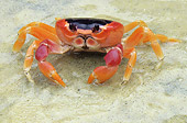 UWC 01 JE0001 01
Crab Sitting On Wet Sand Venezuela