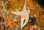 UWC 01 JM0030 01
Leather Sea Star On Rocks Alaska