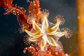 UWC 01 JM0031 01
Stalked Jellyfish Alaska