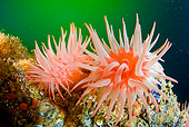 UWC 01 JM0035 01
Crimson Anemone Alaska