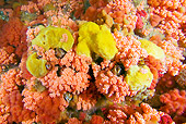 UWC 01 JM0036 01
Sea Strawberry Soft Coral Alaska