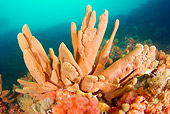 UWC 01 JM0037 01
Glove Sponge Alaska