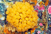 UWC 01 JM0038 01
Mushroom Ascidian Alaska