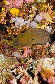 UWC 01 JM0040 01
Giant Moray Eel In Tropical Coral Reef Indonesia