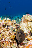 UWC 01 JM0042 01
Giant Moray Eel In Tropical Coral Reef Indonesia