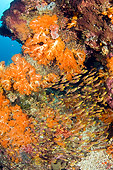 UWC 01 JM0043 01
Golden Sweepers In Tropical Coral Reef Indonesia