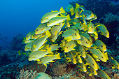 UWC 01 JM0045 01
Yellow-Ribbon Sweetlips In Coral Reef Indonesia