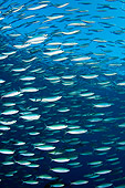UWC 01 JM0046 01
Goldband Fussilier Swimming In Group Indonesia