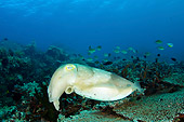 UWC 01 JM0047 01
Broadclub Cuttlefish In Coral Reef Indonesia
