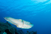 UWC 01 JM0048 01
Broadclub Cuttlefish In Coral Reef Indonesia