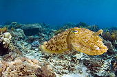 UWC 01 JM0049 01
Broadclub Cuttlefish In Coral Reef Indonesia