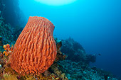 UWC 01 JM0052 01
Giant Barrel Sponge In Coral Reef Indonesia