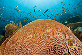 UWC 01 JM0053 01
Brain Coral In Coral Reef Indonesia