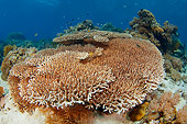 UWC 01 JM0054 01
Staghorn Coral In Tropical Coral Reef Indonesia