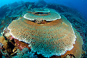 UWC 01 JM0055 01
Staghorn Coral In Tropical Coral Reef Indonesia