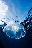 UWC 01 KH0001 01
Moon Jellyfish Bahamas