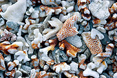 UWC 01 KH0002 01
Pieces Of Coral