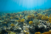 UWC 01 KH0005 01
Coral Reef With Sea Fans Underwater Bahamas