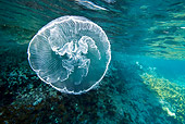 UWC 01 KH0006 01
Moon Jellyfish Underwater Bahamas