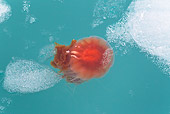 UWC 01 KH0008 01
Jellyfish In Water And Ice Svalbard
