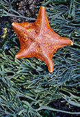 UWC 01 MC0001 01
Bat Starfish On Seaweed Underwater
