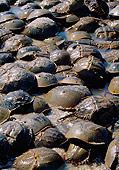 UWC 01 MC0002 01
Group Of Horseshoe Crab In Shallow Water