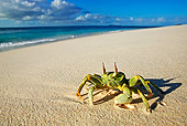 UWC 01 MH0001 01
Horned Ghost Crab Sitting On Tropical Beach