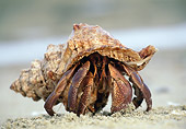 UWC 01 MH0002 01
Hermit Crab Sitting In Sand In Africa