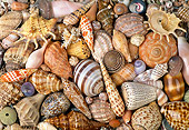 UWC 01 MH0003 01
Seashells From Marine Snails African Coast