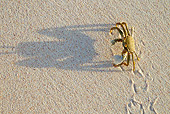 UWC 01 MH0004 01
Horned Ghost Crab Crawling Down Beach On Cousine Island, Seychelles