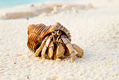 UWC 01 MH0005 01
Hermit Crab Sitting On Beach Cousine Island, Seychelles